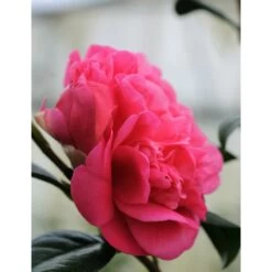 Camélia 'anticipation' - 4l -Flora Soldes 6481c9ecbe5336.99434898