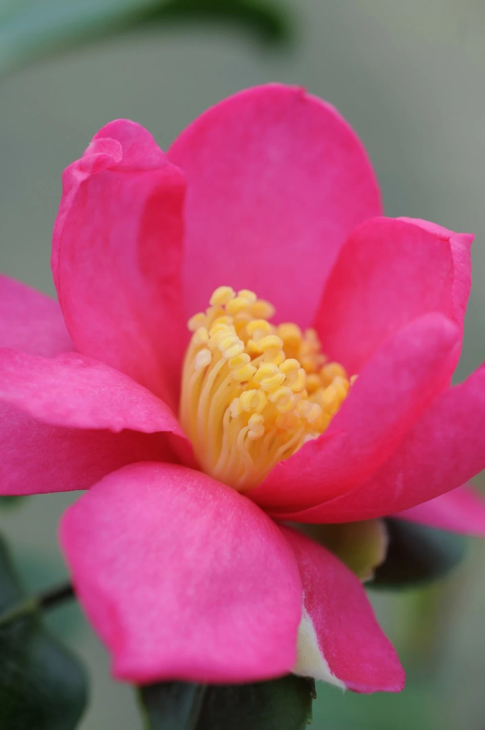 Camélia 'glow' - 4l 3 Camélia 'glow' - 4l