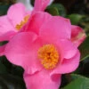 Camélia 'anne Marie Pichon' - 4l -Flora Soldes 6481c9ee1ad5c8.13191752