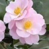 Camélia 'nicky Crisp' - 4l -Flora Soldes 6481c9ee7bd1c8.88954795