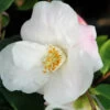 Camélia 'quintessence' - 5l 2 Camélia 'quintessence' - 5l -Flora Soldes 6481c9ef503863.35764984