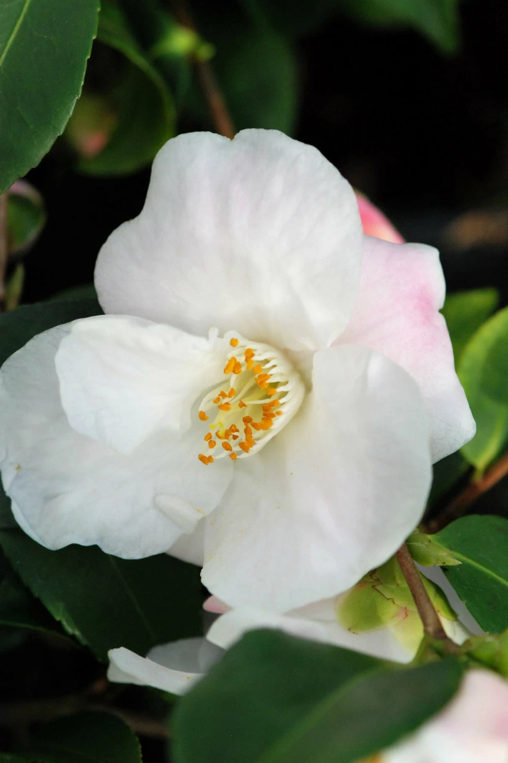 Camélia 'quintessence' - 5l 3 Camélia 'quintessence' - 5l