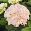 Hortensia Rembrandt ? 'elegant Rosa' - 5l 1 Hortensia Rembrandt ? 'elegant Rosa' - 5l -Flora Soldes 6481c9f6b61882.70746000