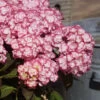 Hortensia 'miss Saori' - 3l -Flora Soldes 6481c9fb895f87.17952203