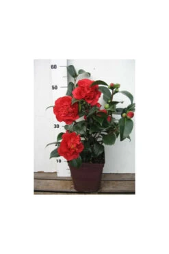 Camelia 'fondation Luciano Pavarotti' - 4l -Flora Soldes 6481ca27f41844.81581023