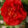 Camelia 'fondation Luciano Pavarotti' - 4l -Flora Soldes 6481ca28059316.81106351
