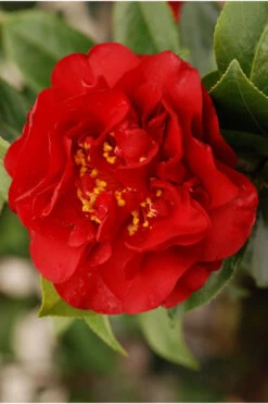 Camelia 'fondation Luciano Pavarotti' - 4l -Flora Soldes 6481ca281718a1.58327954