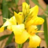 Canna 'yellow Jaune' - 3l -Flora Soldes 6481ca9fa15f80.08455246