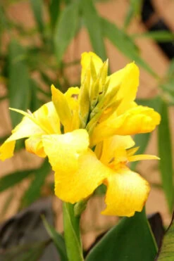 Canna 'yellow Jaune' - 3l