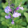 Sauge 'so Cool Pale Blue' - 3l 1 Sauge 'so Cool Pale Blue' - 3l -Flora Soldes 6481caa00eaf74.30265063