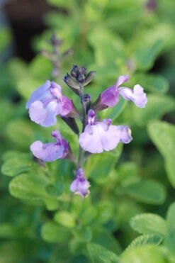 Sauge 'so Cool Pale Blue' - 3l