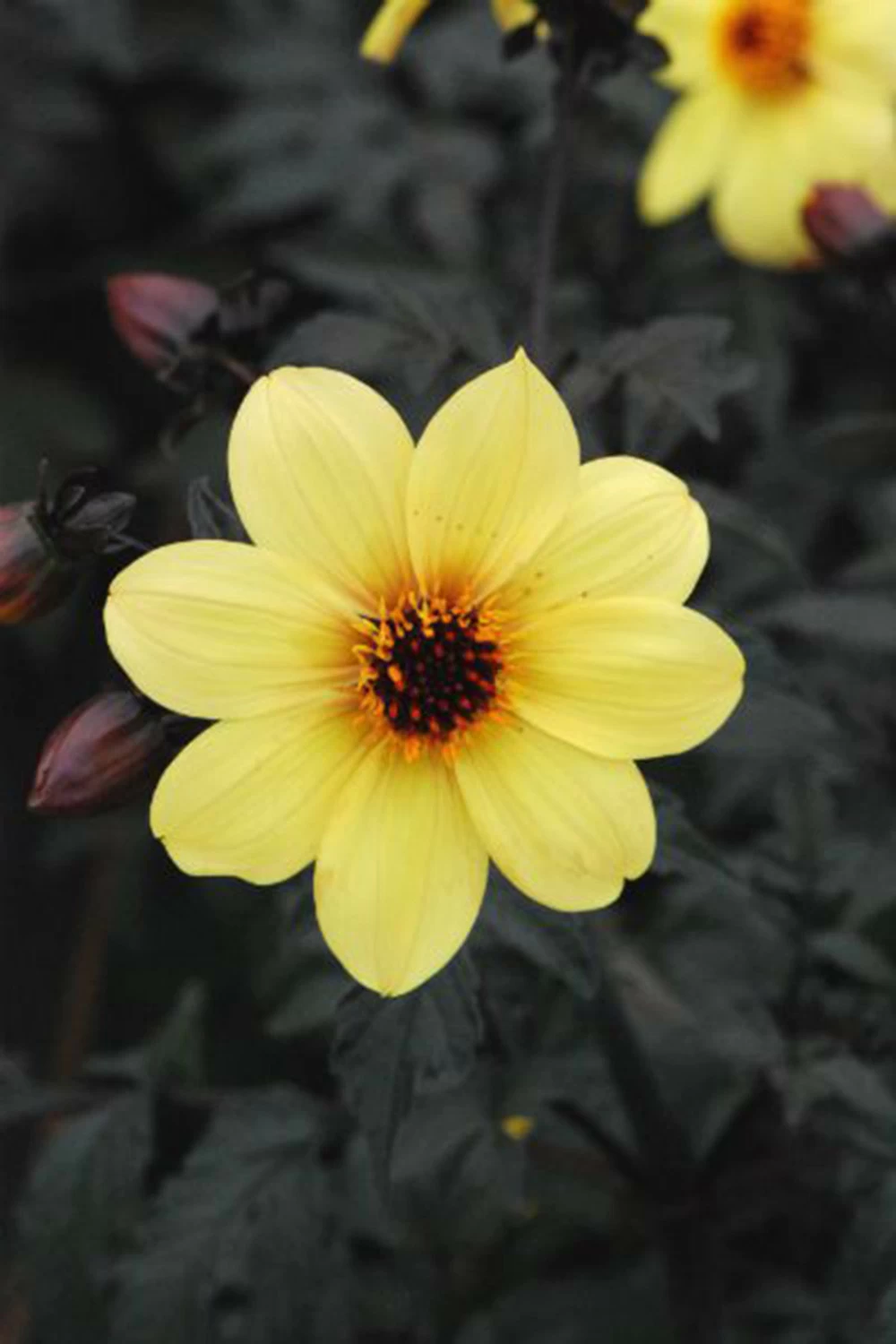 Dahlia 'illusion' - 3l 3 Dahlia 'illusion' - 3l