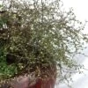Muehlenbeckia Astonii - 3l -Flora Soldes 6481caa21b3473.06971160