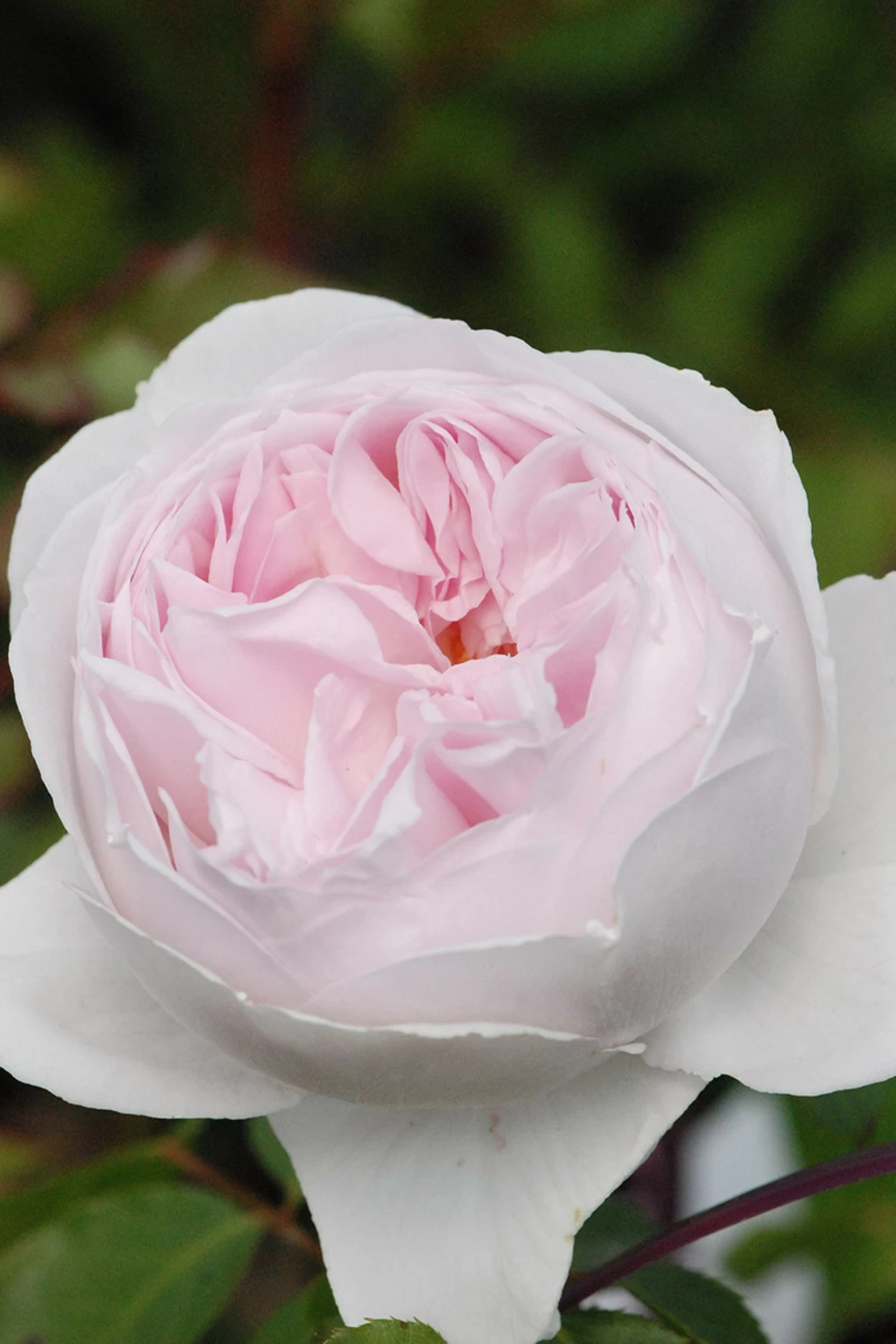 Rosier Parfuma 'la Belle Rouet' ? - 4l 3 Rosier Parfuma 'la Belle Rouet' ? - 4l