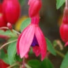 Fuchsia 'tom Thumb' - 3l 2 Fuchsia 'tom Thumb' - 3l -Flora Soldes 6481cd794ee721.81995482