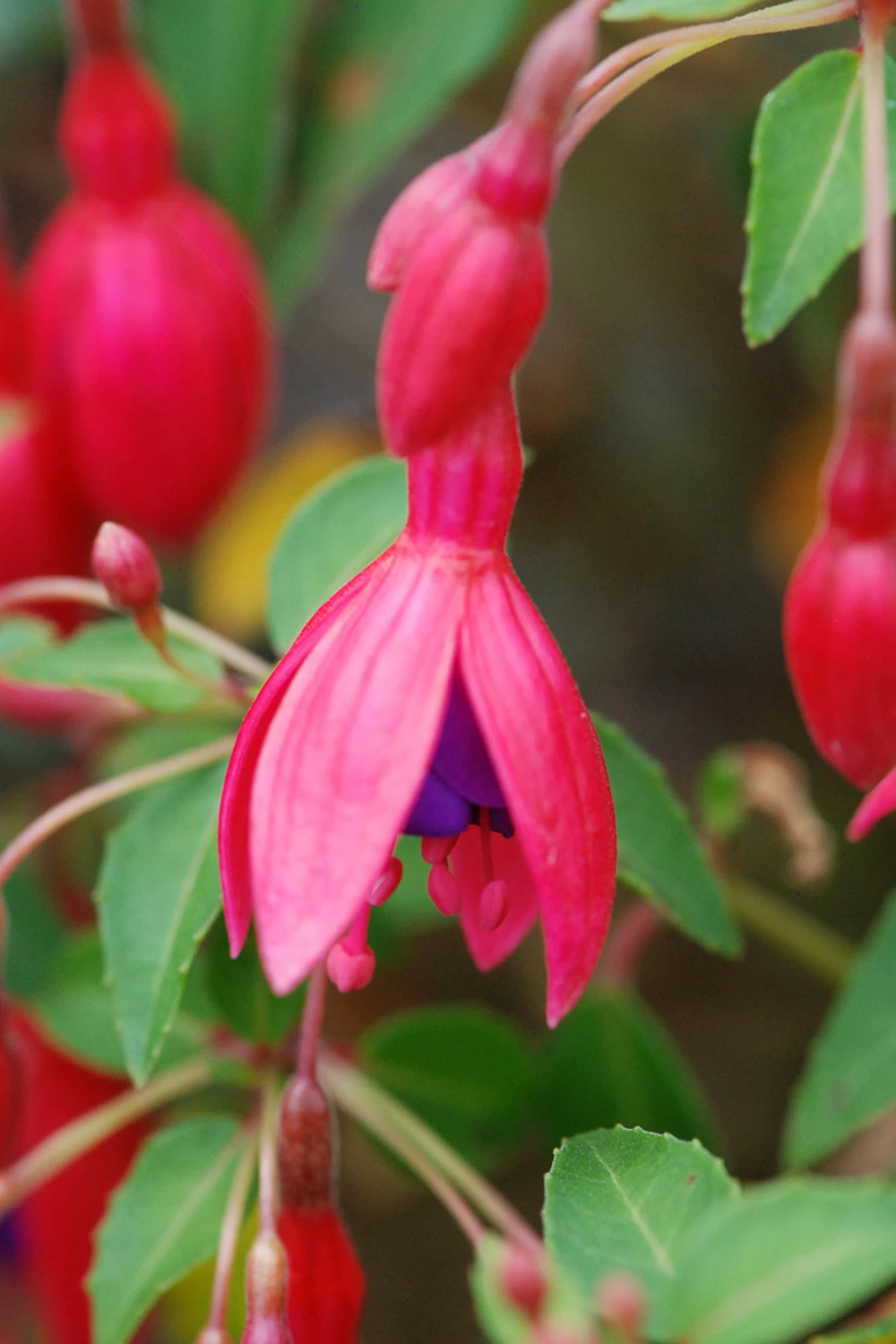 Fuchsia 'tom Thumb' - 3l 3 Fuchsia 'tom Thumb' - 3l