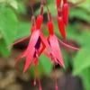 Fuchsia 'ricartonii' - 3l -Flora Soldes 6481cd7a183714.30019616