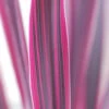 Cordyline 'pink Passion ? ' - 3l -Flora Soldes 648993afd97096.36462248