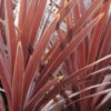 Cordyline 'red Star' - 5l 1 Cordyline 'red Star' - 5l -Flora Soldes 648993b09ed626.30952717