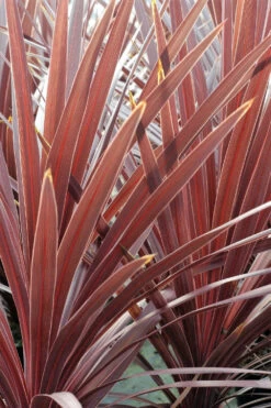 Cordyline 'red Star' - 5l