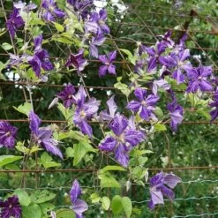 Clématite 'tie Dye' Clematis Jackmanii 3l -Flora Soldes 648993b12a7d77.11995738
