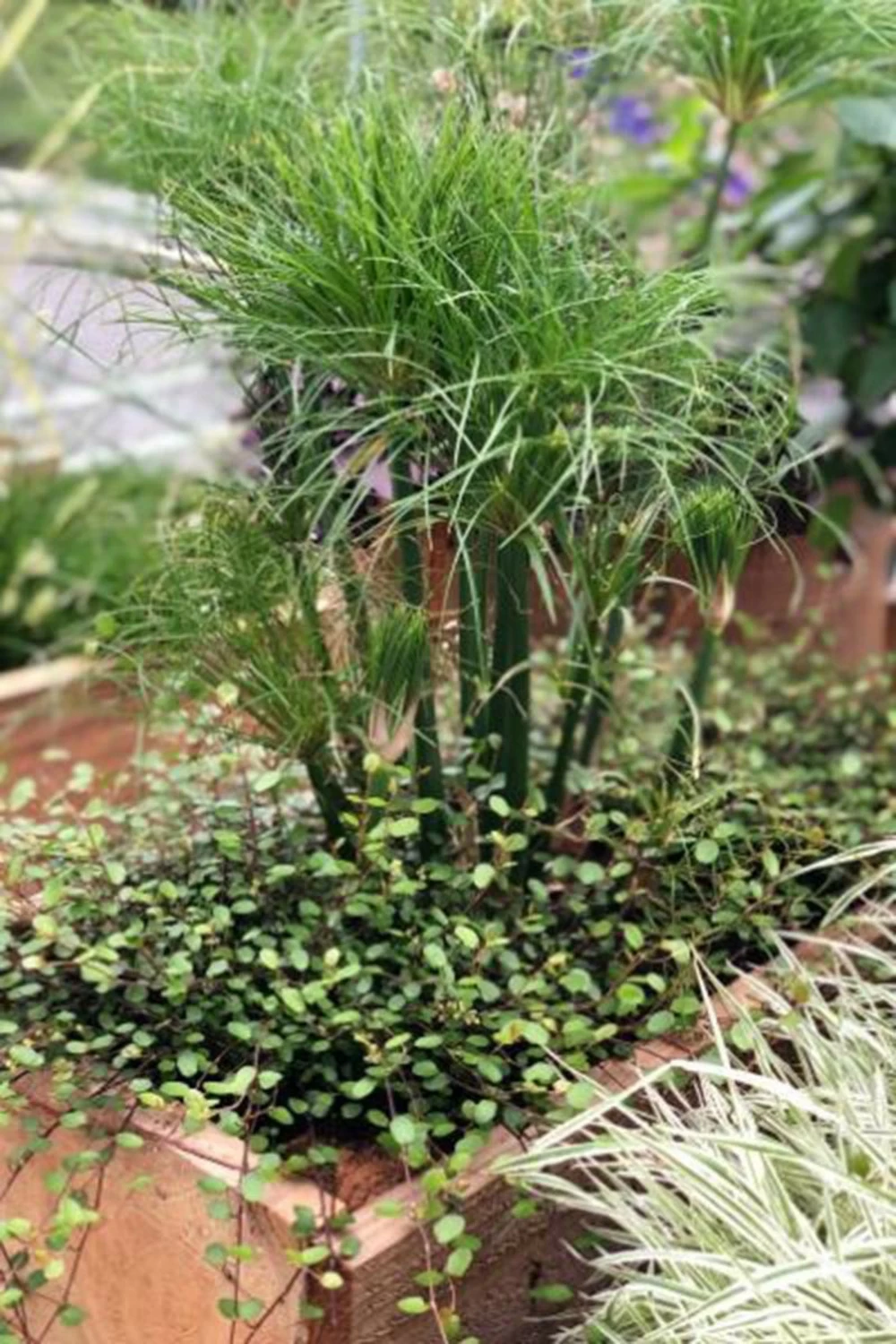 Papyrus 'nofretete' - 3l 3 Papyrus 'nofretete' - 3l