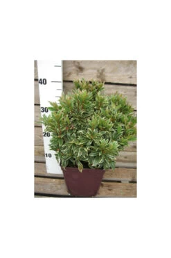 Azalée Du Japon 'silver Sword' - 3l -Flora Soldes 6492cdd7bfa4a1.45741058