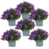 Campanula Addenda - Glockenblume Lila - 12cm Topf - 6 Pflanzen Ausreichend Für 1qm - Bodendecker - Ambella - Winterhart -Flora Soldes 6492d133c50d55.13661717