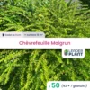 50 X Chèvrefeuille Maigrun En Godet 1 50 X Chèvrefeuille Maigrun En Godet -Flora Soldes 6495cc2b3182d0.78524287