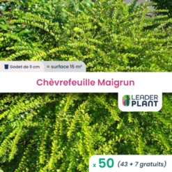50 X Chèvrefeuille Maigrun En Godet
