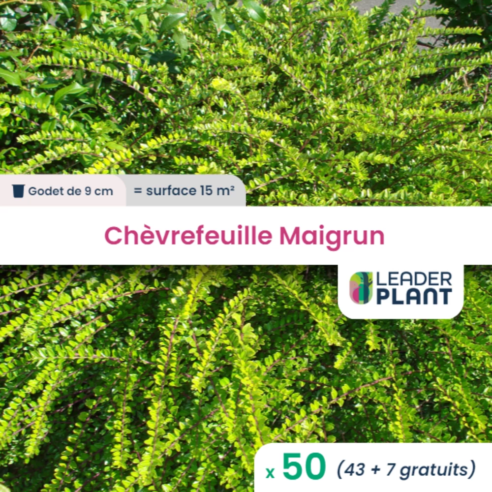 50 X Chèvrefeuille Maigrun En Godet 3 50 X Chèvrefeuille Maigrun En Godet