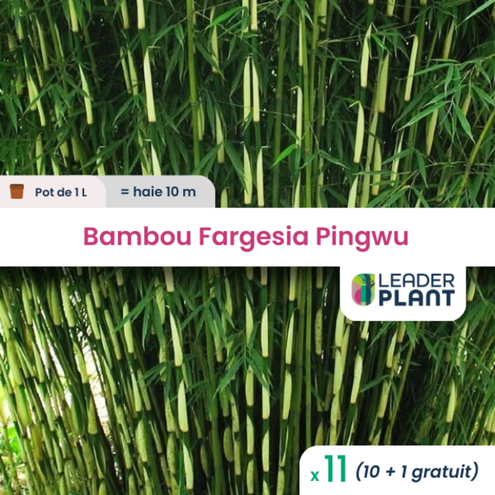 11 X Bambou Fargesia Pingwu En Pot De 1 L 3 11 X Bambou Fargesia Pingwu En Pot De 1 L