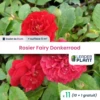 11 X Rosier Paysager Fairy Donkerrood En Godet -Flora Soldes 6495cf95583170.04896091