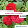 50 X Rosier Paysager Fairy Donkerrood En Godet -Flora Soldes 6495cf97734e23.62558073