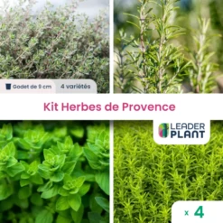 Kit Aromatique Herbes De Provence – 4 Variétés- Lot De 4 Plants En Godet