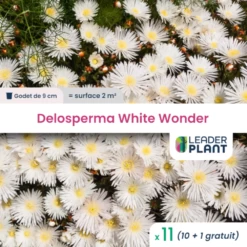 11 X Delosperma White Wonder ® En Godet