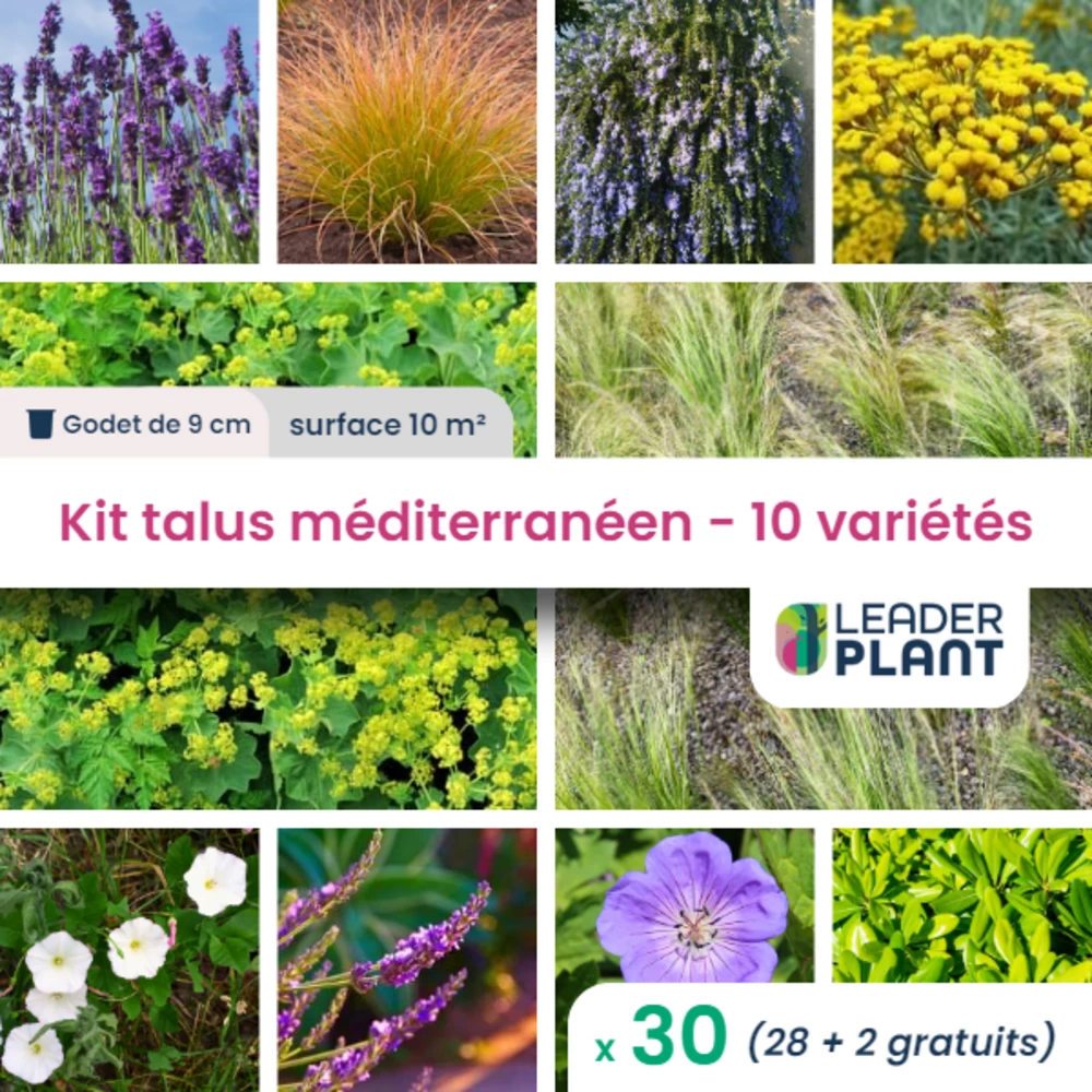 Kit Talus Méditerranéen - 10 Variétés - Lot De 30 Plants En Godet 3 Kit Talus Méditerranéen - 10 Variétés - Lot De 30 Plants En Godet