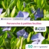 50 X Pervenche à Petite Feuille En Godet -Flora Soldes 6495cfa19f3823.66255395