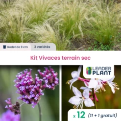 Kit Plantes Vivaces Pour Terrain Sec - 3 Variétés - Lot De 12 Plants En Godet