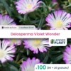 100 X Delosperma Violet Wonder ® En Godet -Flora Soldes 6495cfc8df9f43.60802716