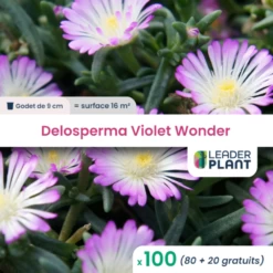 100 X Delosperma Violet Wonder ® En Godet