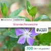 100 X Grande Pervenche En Godet 2 100 X Grande Pervenche En Godet -Flora Soldes 6495cfcb52f220.02727121