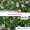 45 X Verveine Nodiflore En Godet -Flora Soldes 6495cfcc209b46.72746011