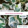 11 X Lierre Gloire De Marengo En Godet 1 11 X Lierre Gloire De Marengo En Godet -Flora Soldes 6495cfcfd7dd21.63546504