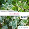 11 X Lierre Glacier En Godet -Flora Soldes 6495cfd19ce645.88542606