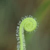 Drosera Filiformis Var. Tracyi Caractéristique - Pot 9 Cm -Flora Soldes 6495d318922ea2.20866348