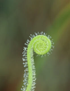 Drosera Filiformis Var. Tracyi Caractéristique - Pot 9 Cm