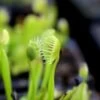 Dionaea Muscipula 'cupped Trap' Caractéristique - Pot 7 Cm -Flora Soldes 6495d31d188569.74530901