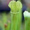 Sarracenia X (x Excellens X Readii) Caractéristique - Pot 12 Cm -Flora Soldes 6495d31d857e25.70515924