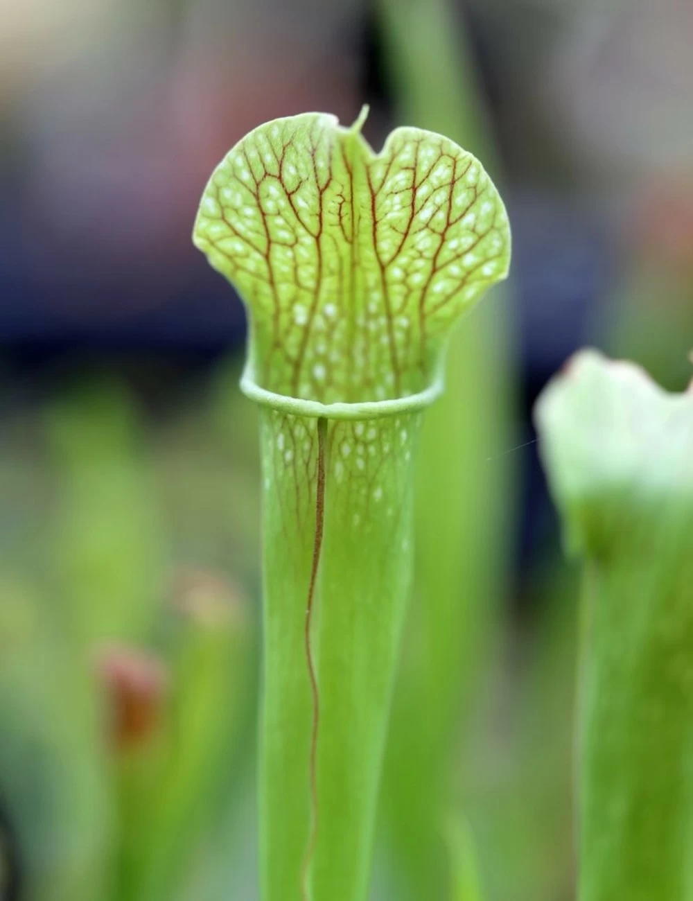 Sarracenia X (x Excellens X Readii) Caractéristique - Pot 12 Cm 3 Sarracenia X (x Excellens X Readii) Caractéristique - Pot 12 Cm